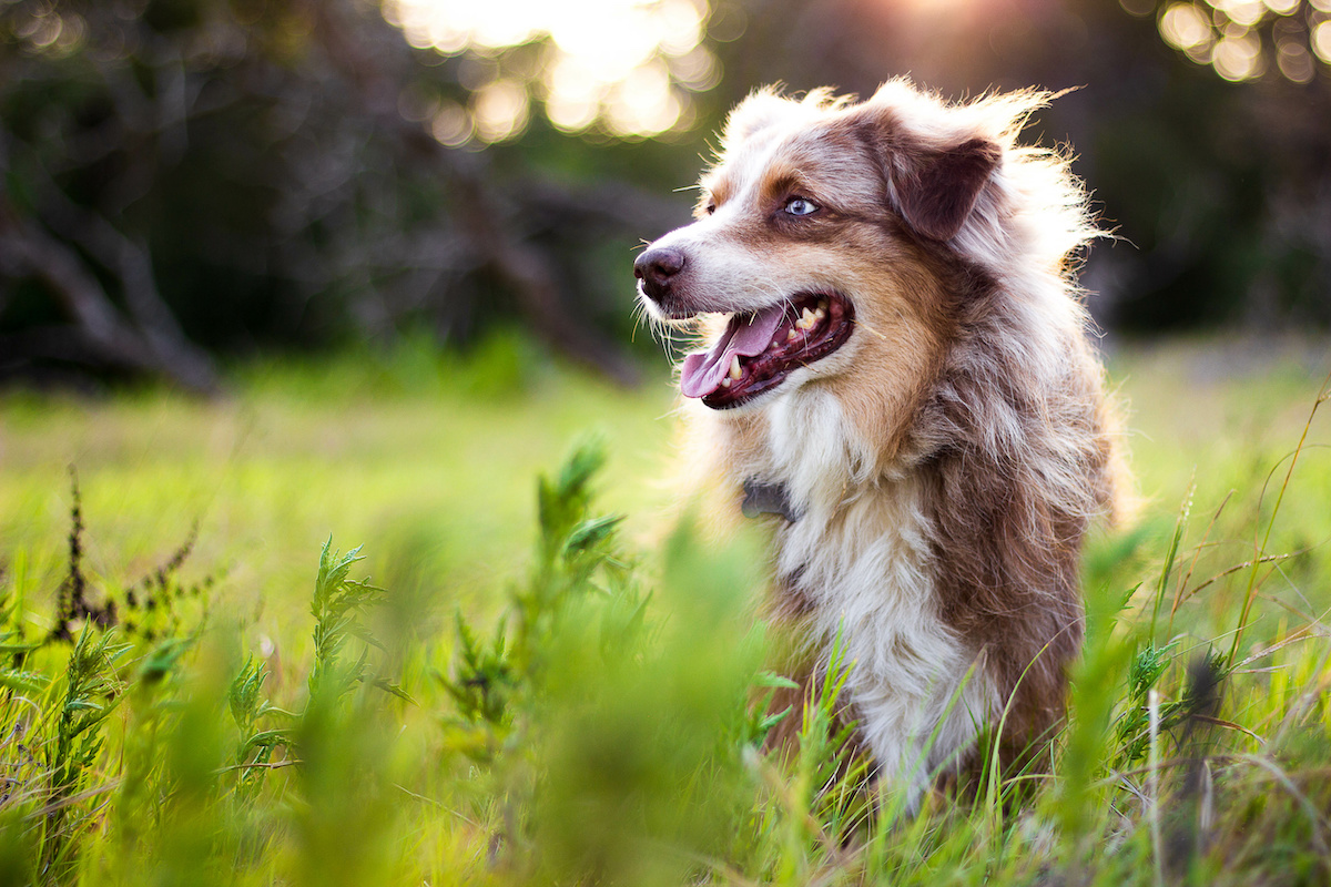10 Reasons Why Dogs Make People Happy: The Best Friends for Men