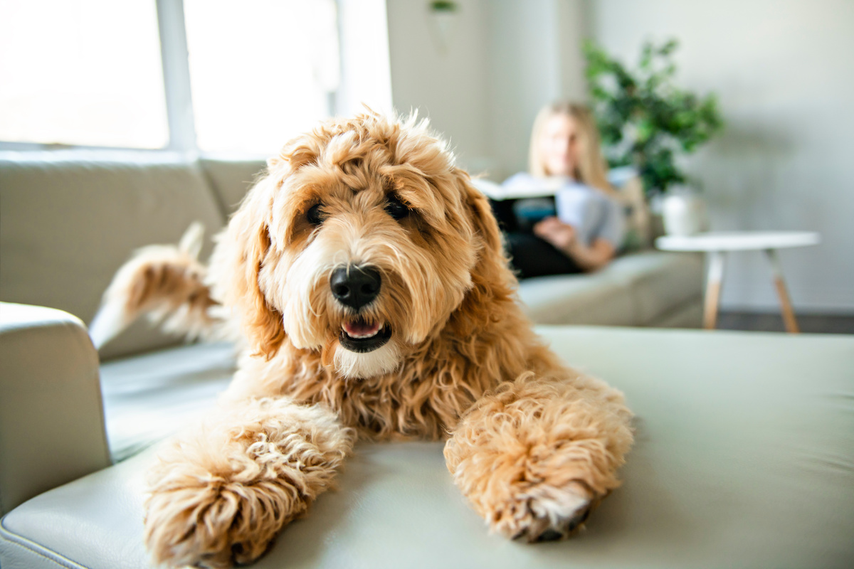 Tips to Making Your Dog's Home Comfortable and Stylish